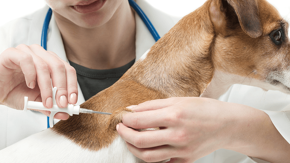 Uma veterinária aplicando uma vacina em um cachorro