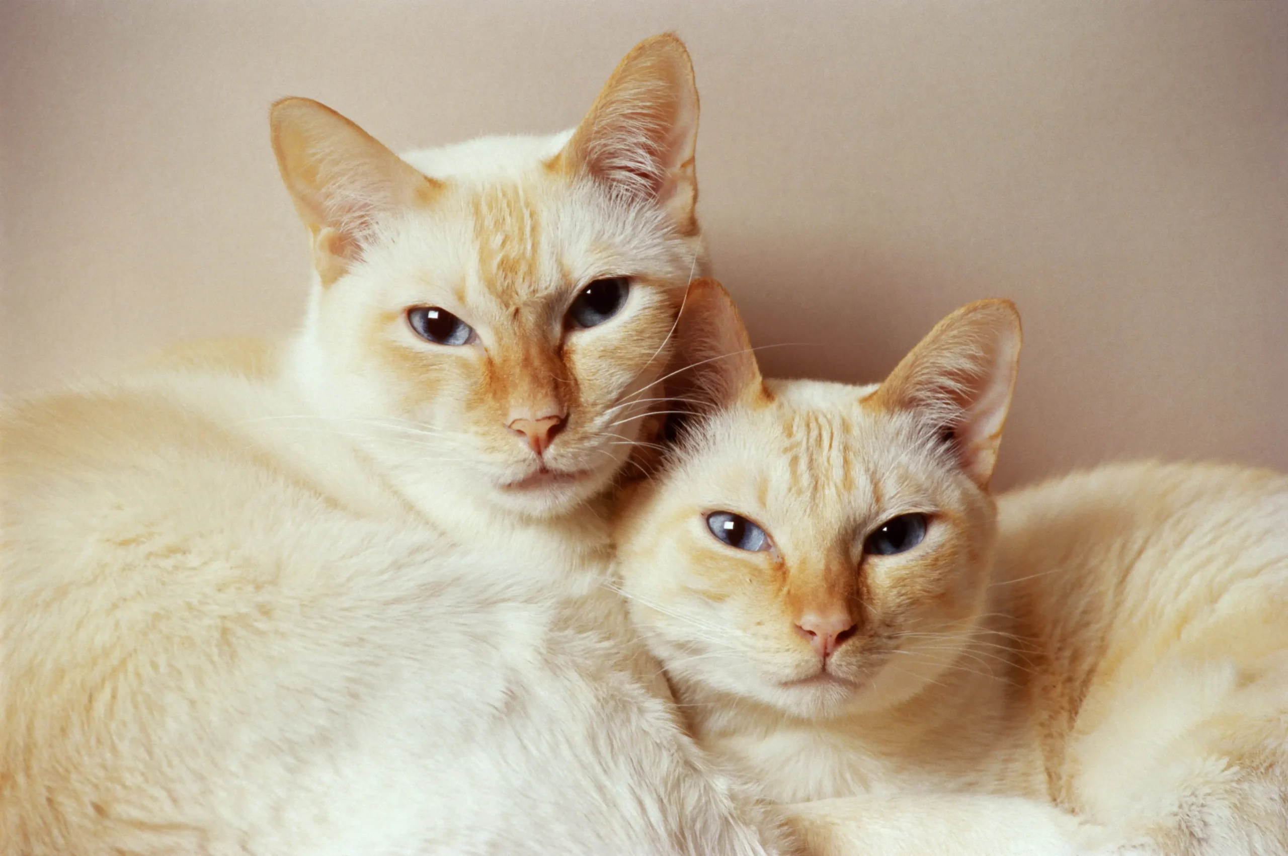 Dois gato parecidos, de pêlo branco com traços marrons, encaram a câmera juntos.