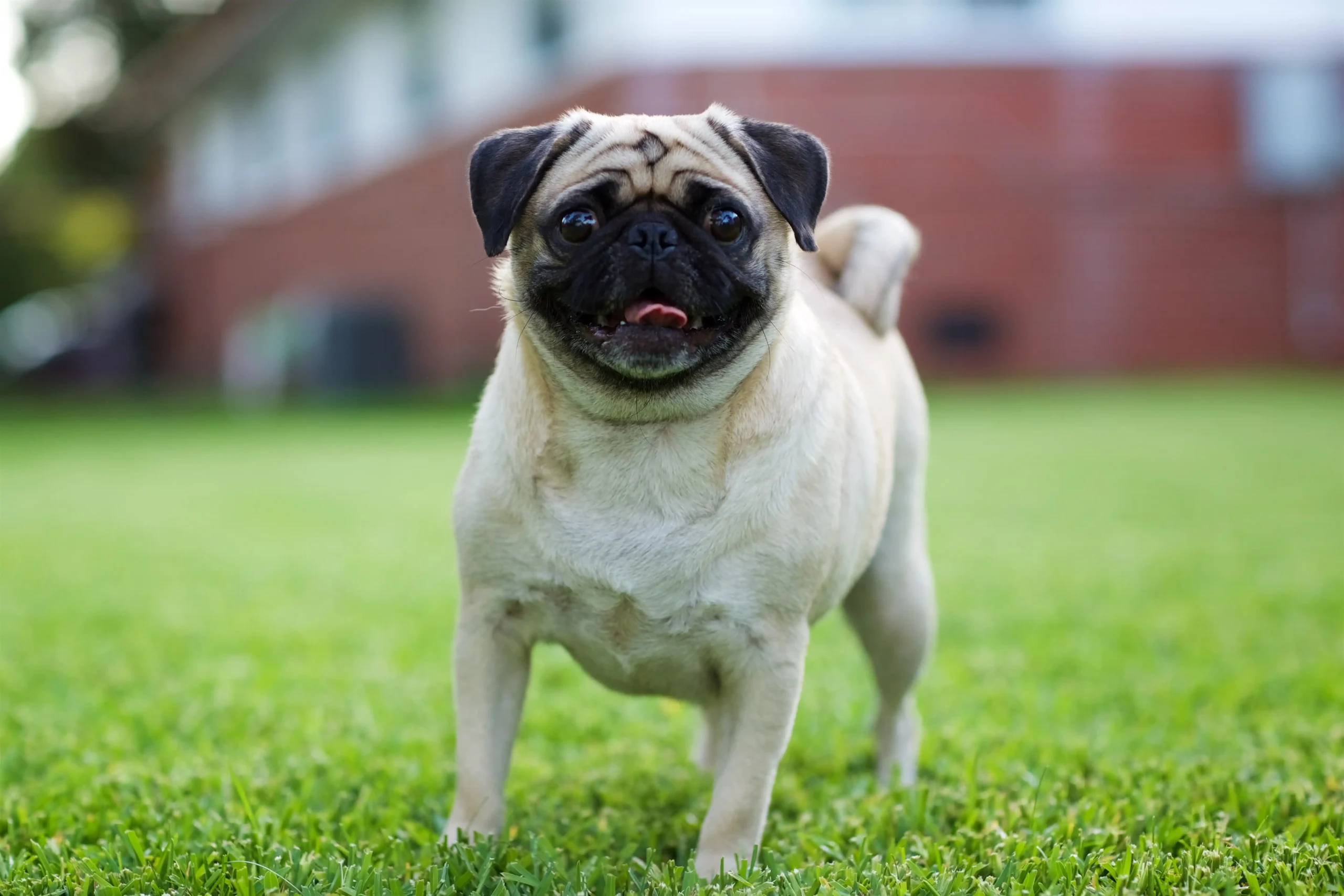 Cão da raça Pug encara a câmera, em uma gramado verde.