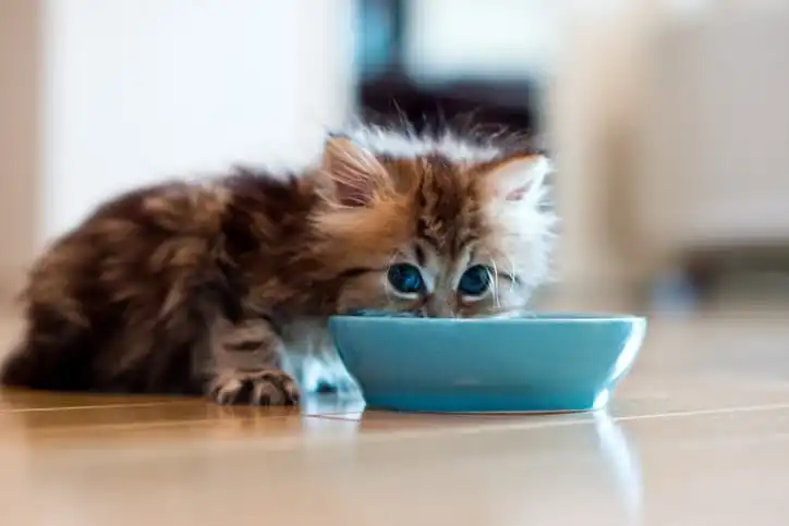 Um gato bebendo leite de uma tigela azul.