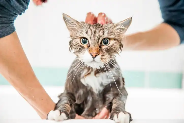 Mãos dão banho em um gato cinza, ensaboado, molhado e com pelo bagunçado.