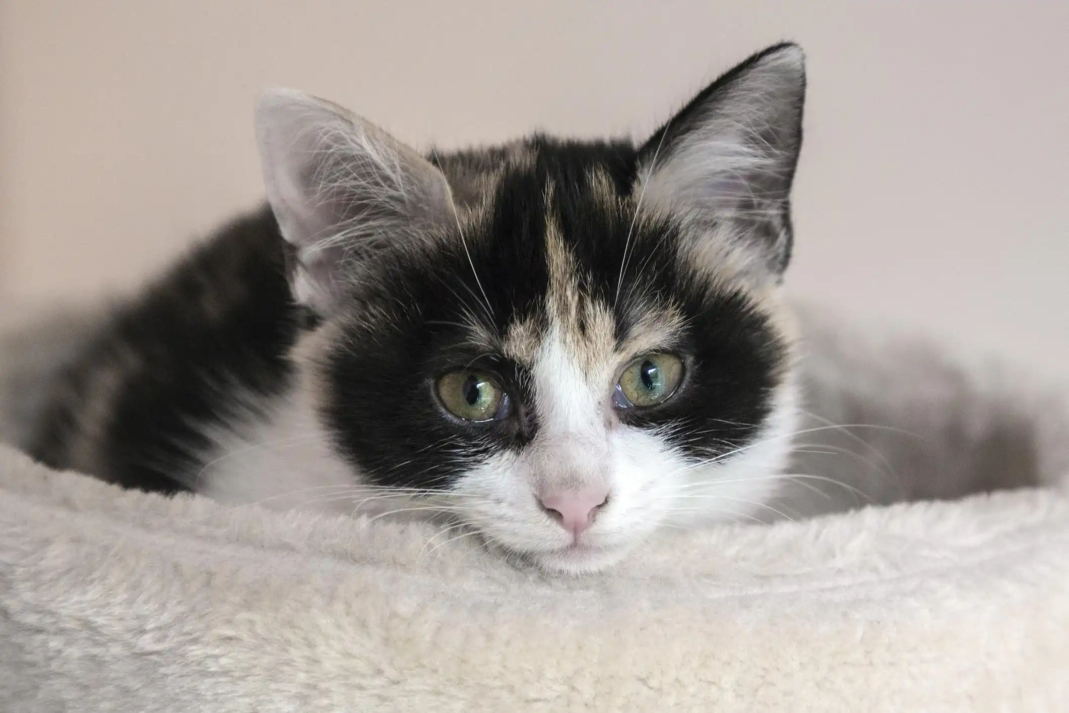 um gato de pelo preto e branco olhos claros olhando fixamente para a câmera em fundo desfocado.