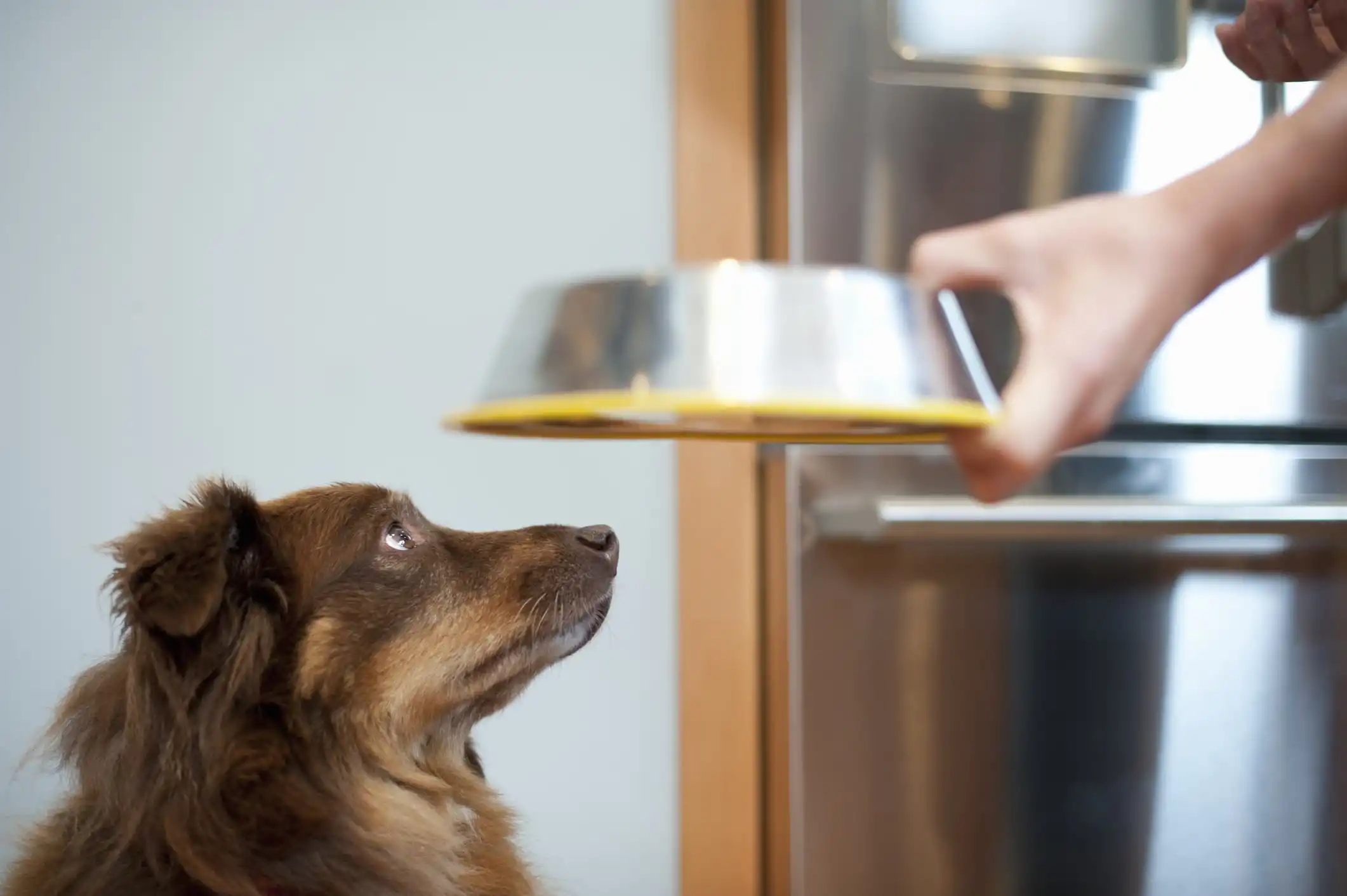 Um cão de pelo marrom olhando fixamente para o tutor que segura uma vasilha inox com borda amarela e fundo desfocado.