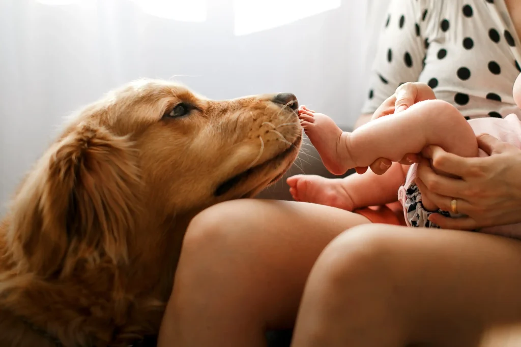 Um cachorro da raça Golden Retriever, cheirando o pé de um bebê que está no colo da mãe.