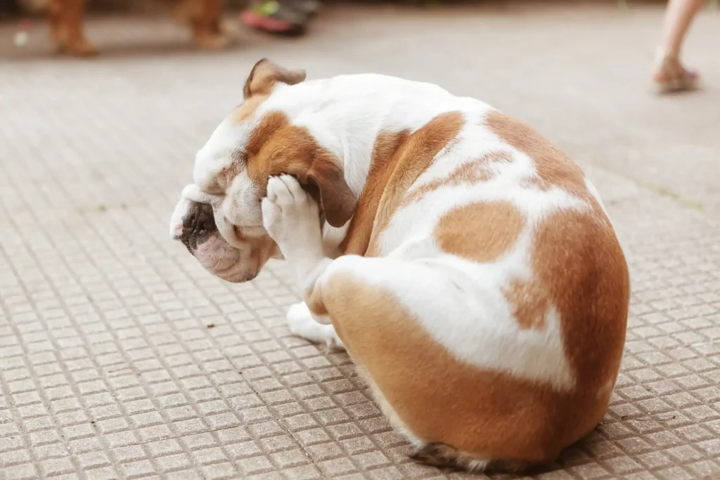 Imagem de um cachorro da raça bulldog inglês coçando a orelha com a pata traseira.