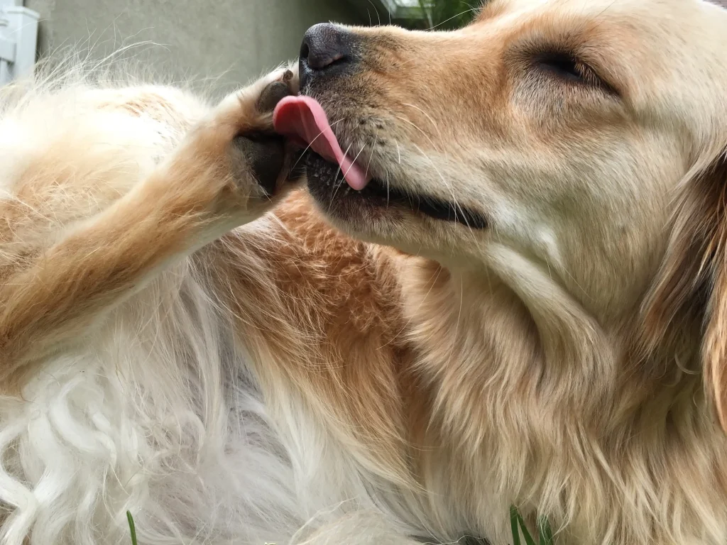 Imagem de um cachorro da raça Golden Retriever lambendo a pata traseira.