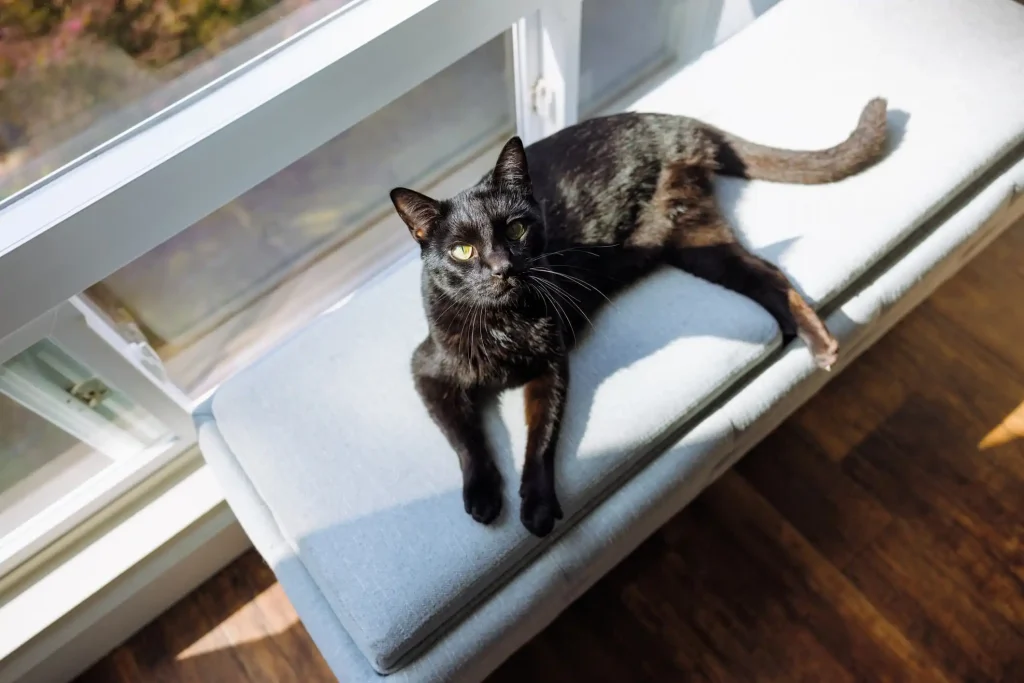 Um gato de pelagem preta está deitado em um banco próximo a uma janela pela qual o sol está entrando.