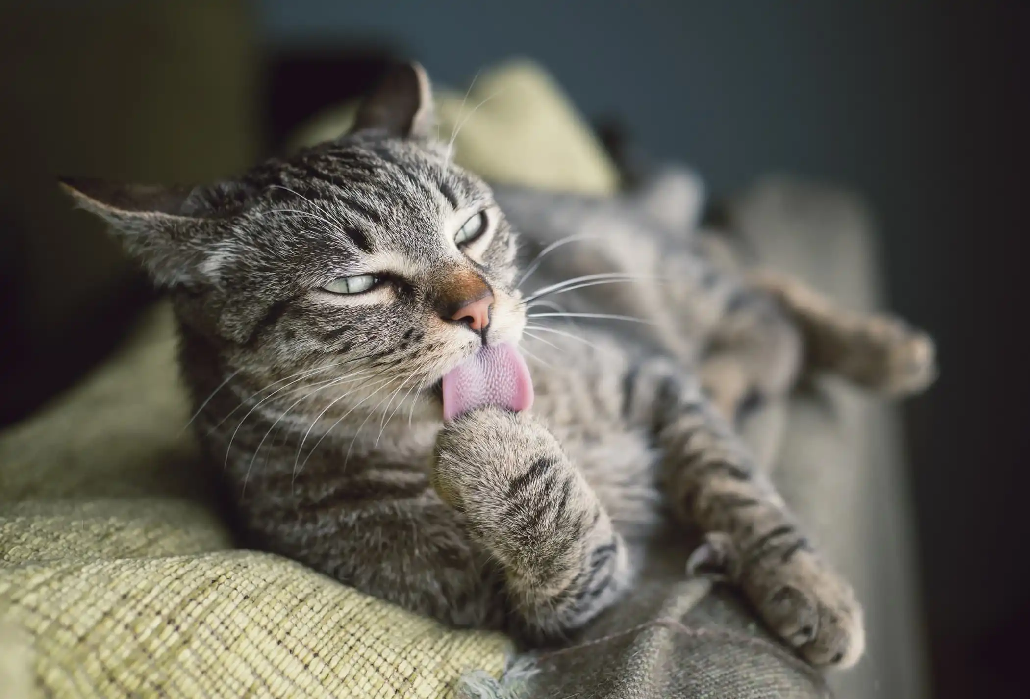 Um gato de pelo cinza deitado em um estofado, lambendo a pata.