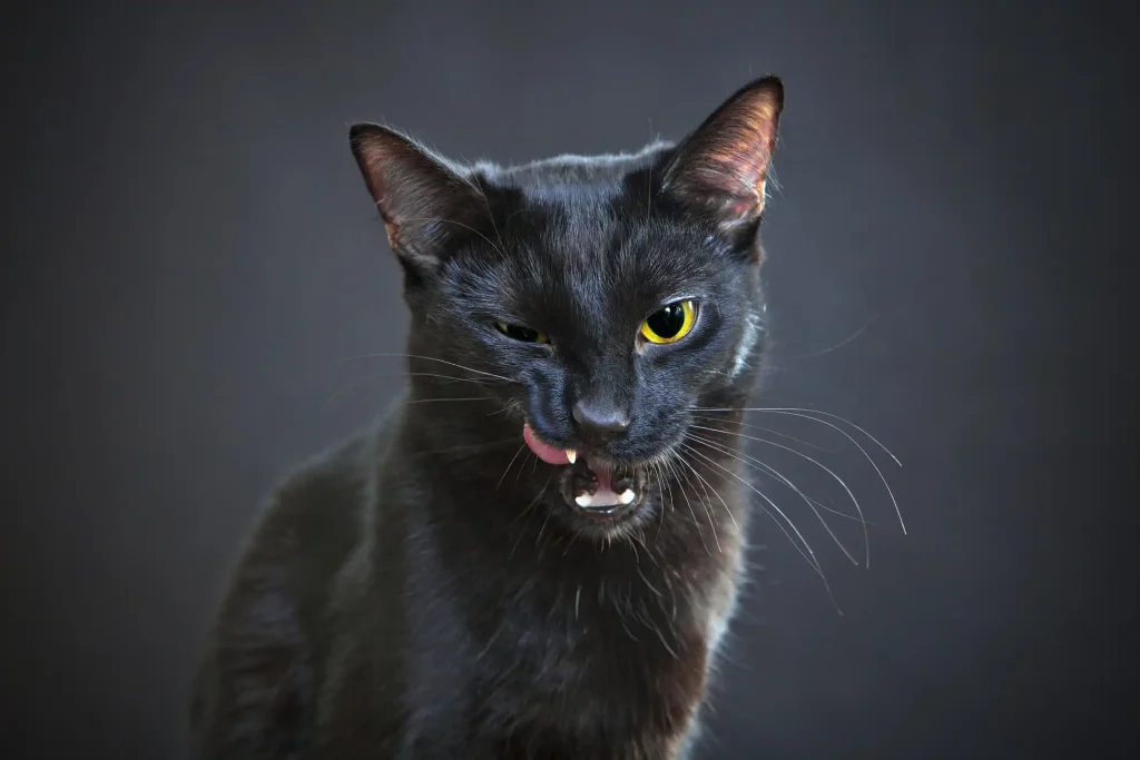 Imagem de um gato de pelo preto e olhos amarelos, olhando fixamente para a câmera e lambendo uma das presas, ao fundo uma parede preta.