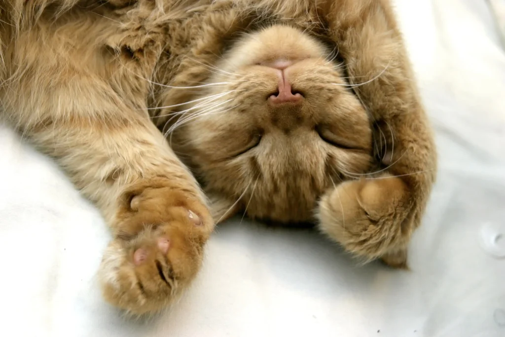 Imagem de um gato de pelo caramelo, deitado em um estofado com a barriga para cima e com os olhos fechados.