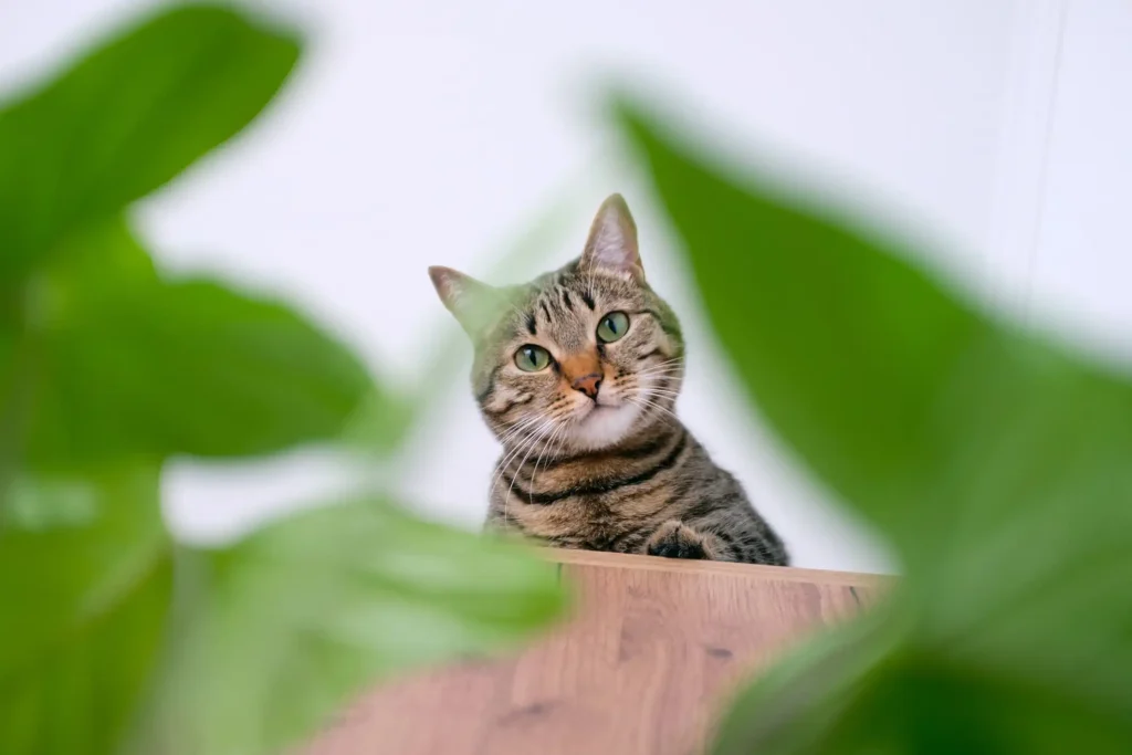 Imagem com uma planta em cada lado e, ao fundo, um gato tigrado de pelos preto e caramelo olhando fixamente para a câmera.